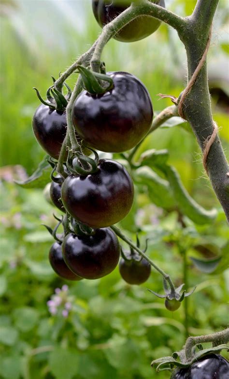 Black mafic tomatoes: a delightful addition to any charcuterie board
